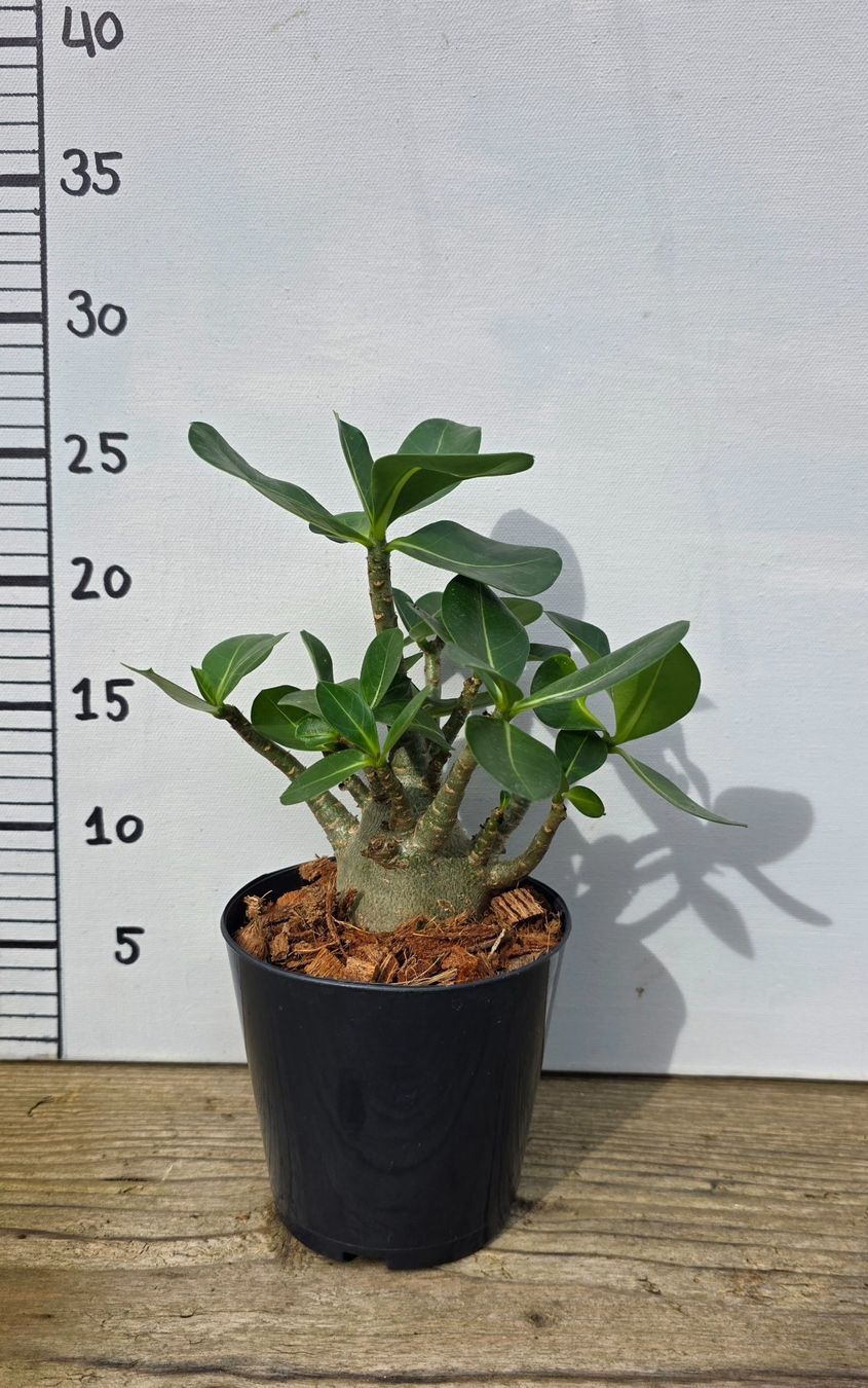 Piante & sementi: Adenium Obesum – Nuovo (secondo la descrizione) da St.Erhard venduto da Plumilandschweiz 2