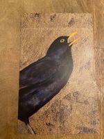 AK neu Blackbird Amsel Illustration