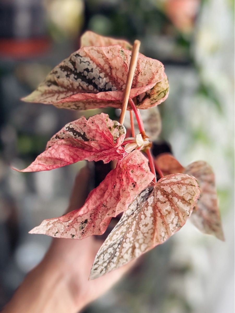 Plantes & graines: Begonia Snow Capped Variegated #2 – Neuf (Voir description) à Bern par plantlover_bern 3