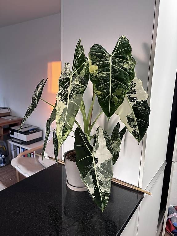 Piante & sementi: Grosse Alocasia Frydek Variegata – Usato da Oberbuchsiten venduto da Muskatellerchen 4