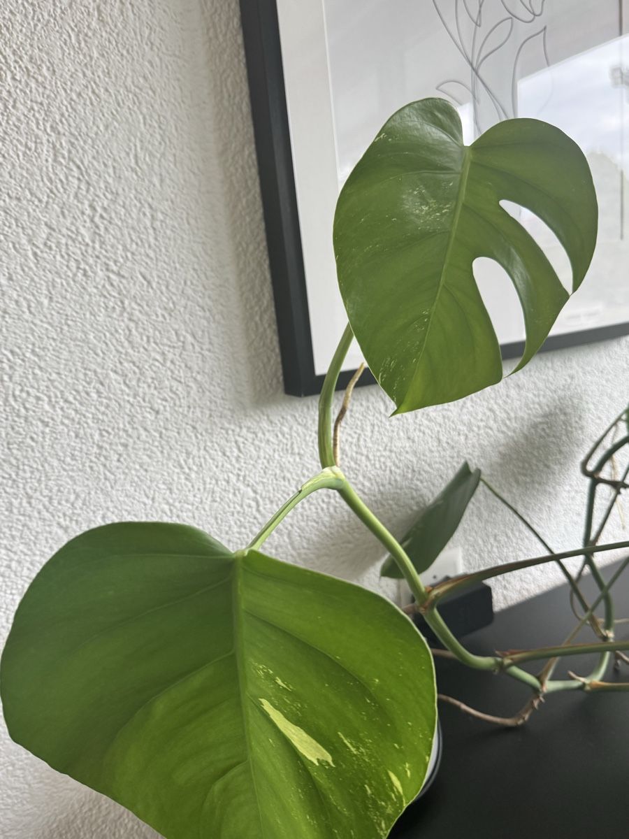 Piante & sementi: Monstera – Usato da Worblaufen venduto da mar_tfk8 2