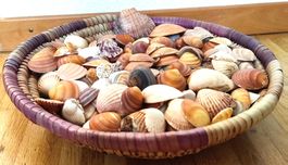 Mehr als 100 Muscheln Mittelmeer zum Basteln / Dekorieren