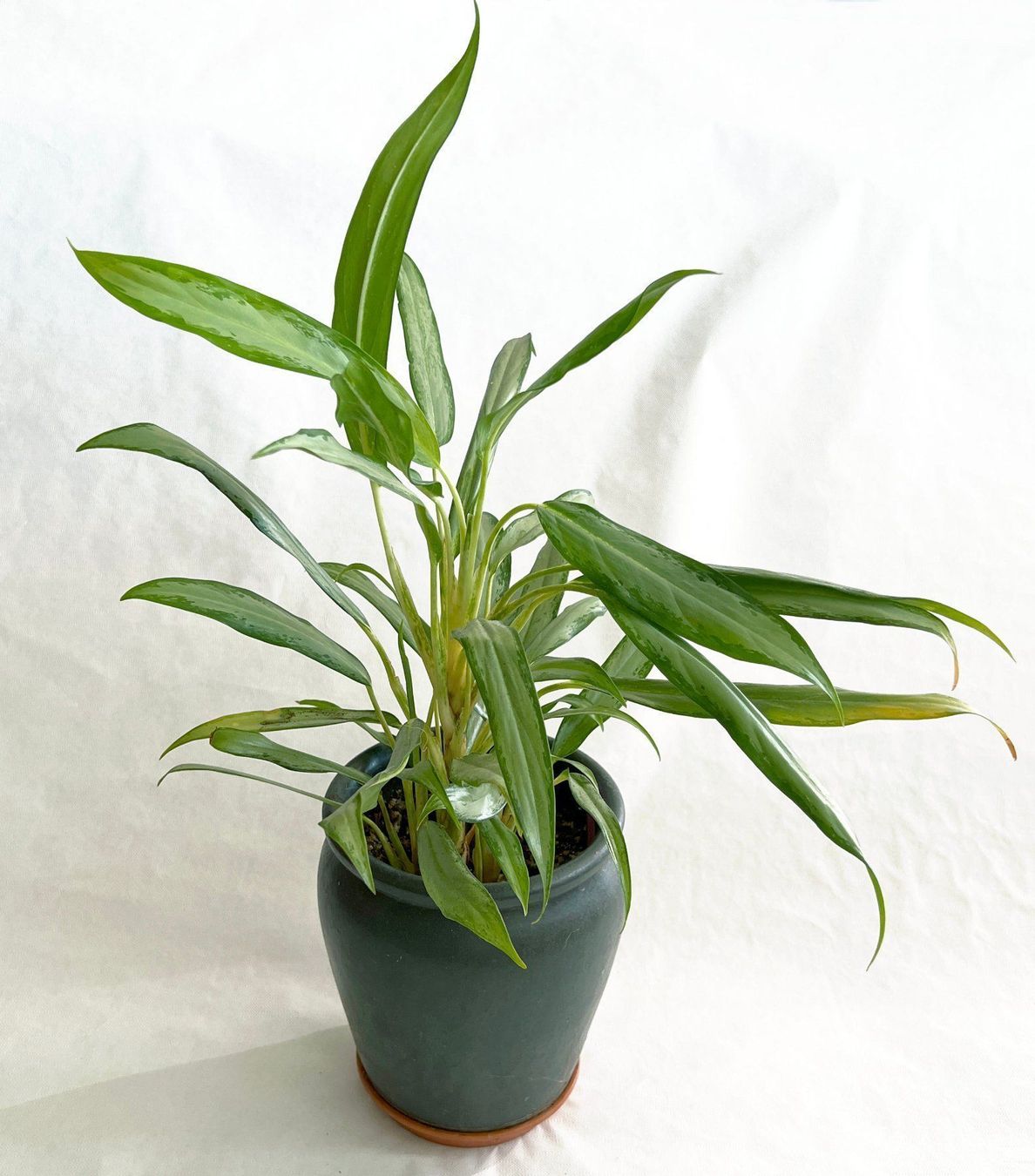 Piante & sementi: AGLAONEMA COMMUTATUM 'SILVER QUEEN' – Usato da Dübendorf venduto da Orchid18 1