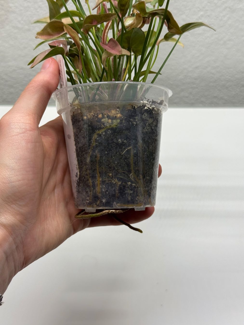 Pflanzen & Samen: Syngonium T1510 – Gebraucht aus Goldau von pflanzly 2