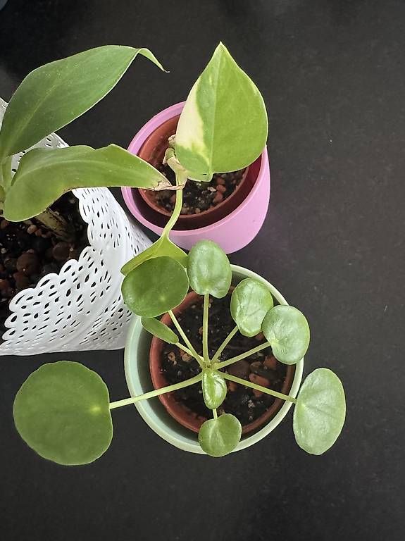 Piante & sementi: Baby-Zimmerpflanzen-Set #2 – Nuovo (secondo la descrizione) da Thun venduto da DascheLii 1