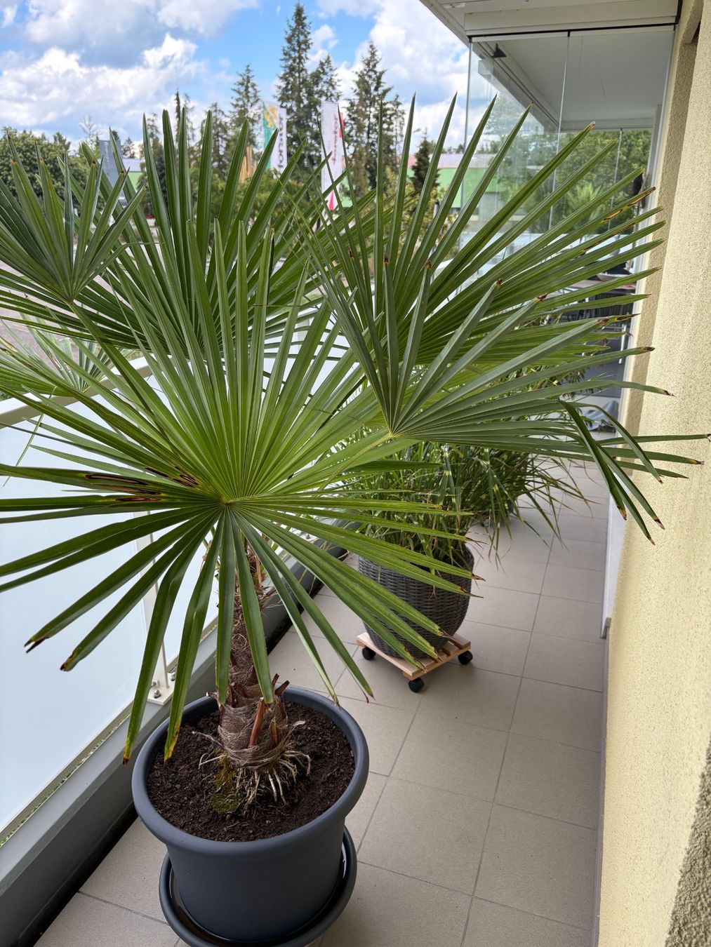 Plantes & graines: grosse Hanf-Palme – D'occasion à Frasnacht par Swissroll 2