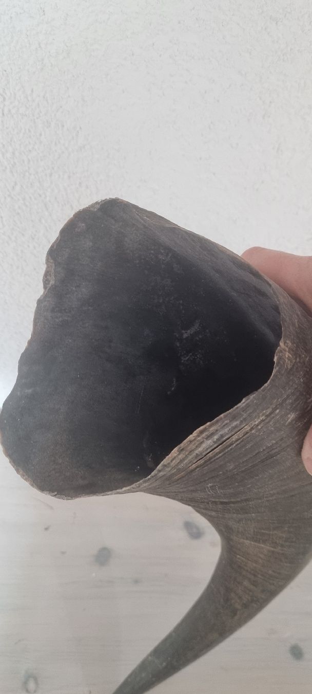 Tutte le decorazioni: 1 Stk echtes Wasserbüffelhorn! – Usato da Konolfingen venduto da fiirabe66 3
