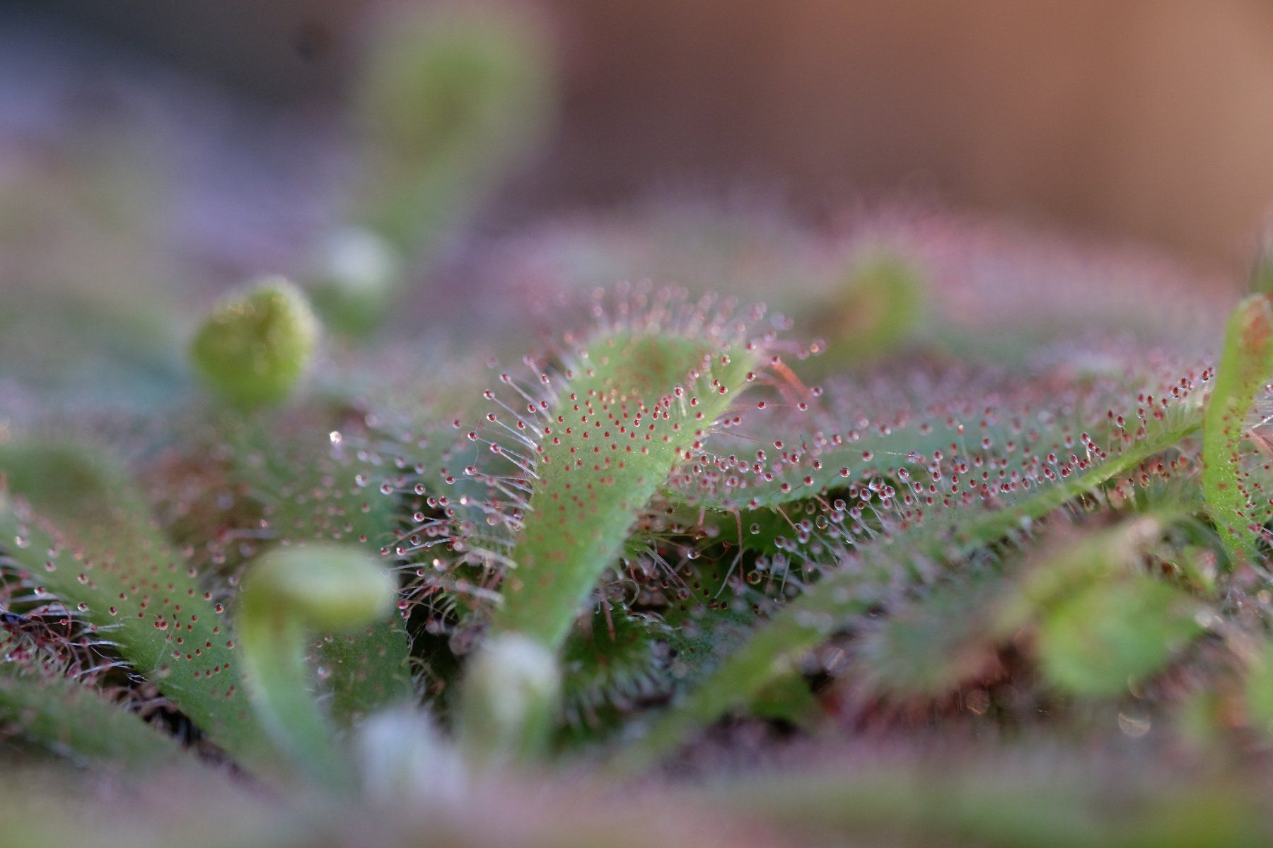 Piante & sementi: Drosera aliciae Samen – Nuovo (secondo la descrizione) da Gerolfingen venduto da Azora 1
