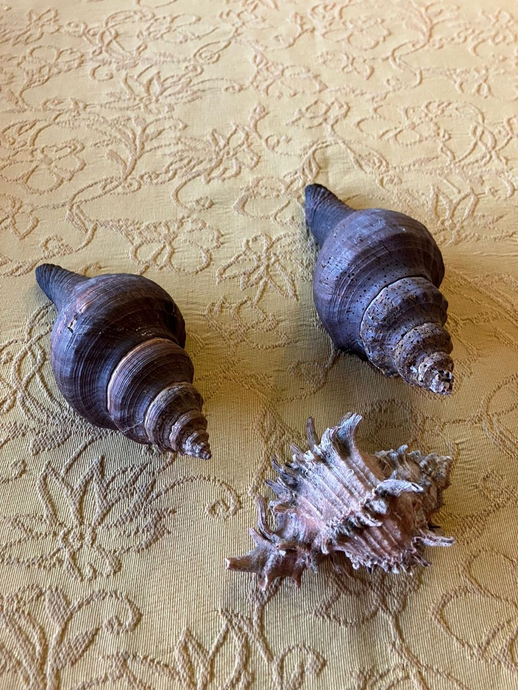 Fossiles: 4 conchiglie – D'occasion à Melano par H-Sara