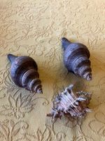 3 conchiglie