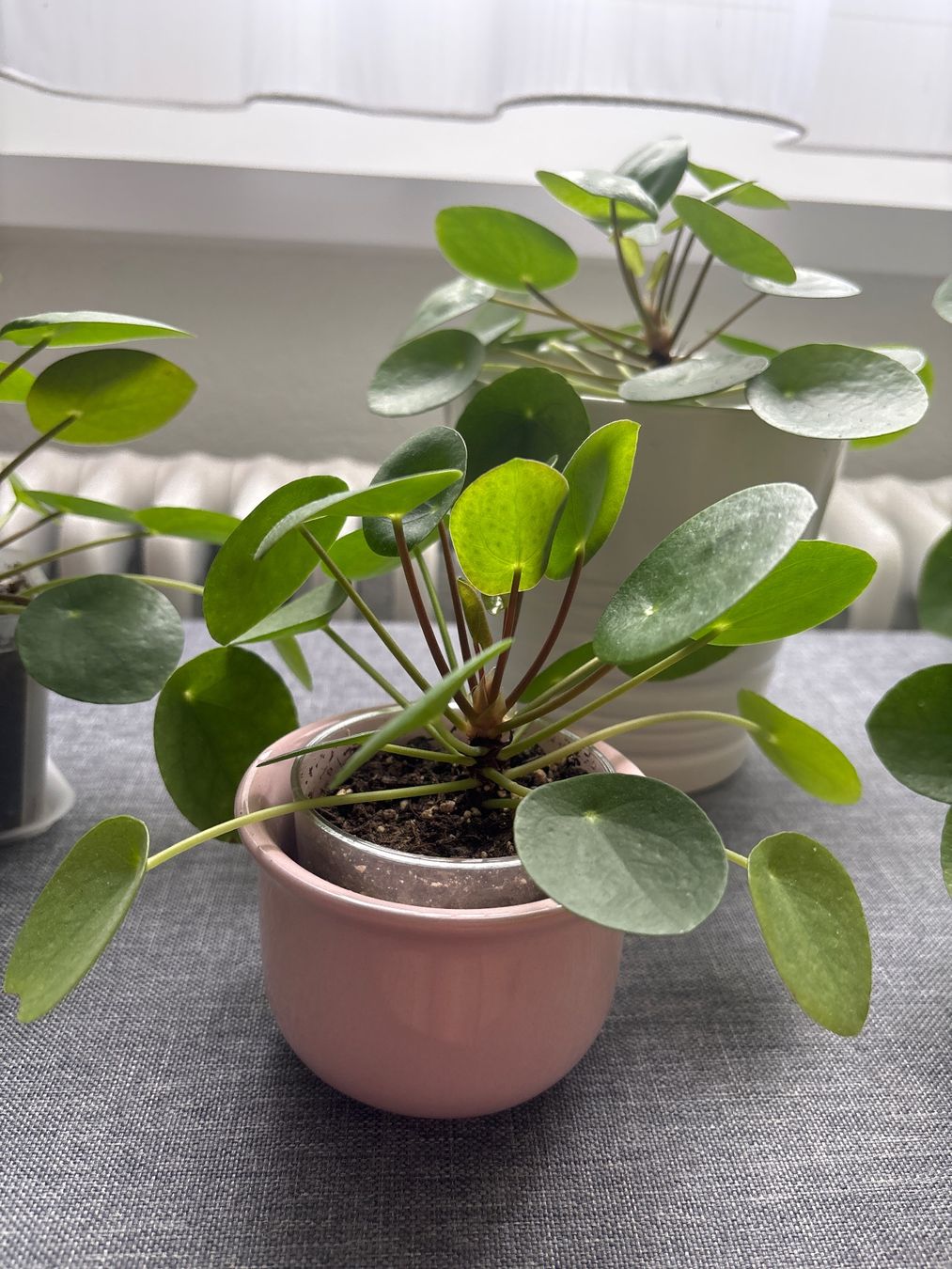 Piante & sementi: Zimmerpflanze Pilea Peperomioides – Nuovo (secondo la descrizione) da Lyss venduto da jba_s2my 4