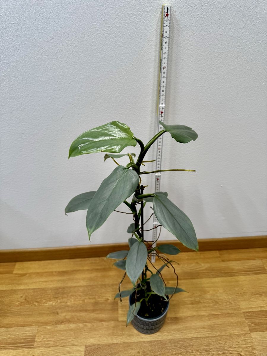 Piante & sementi: 🌱 Sadplant: Philodendron silver sword – Usato da Niederbuchsiten venduto da GreenGems