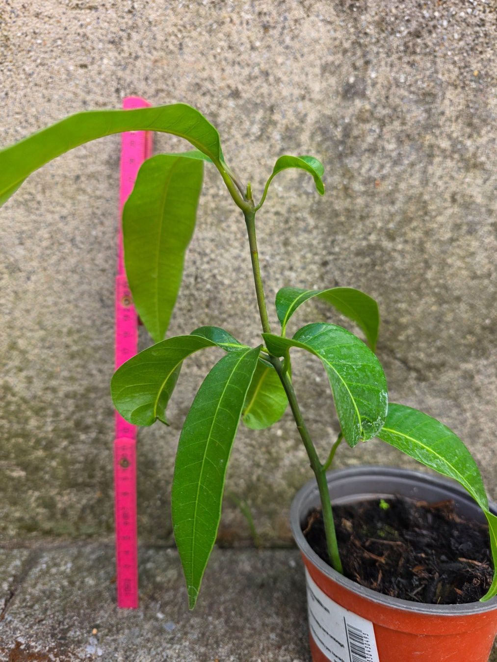 Pflanzen & Samen: Mango Baum Sämling – Neu (gemäss Beschreibung) aus Thalheim von silvara01 2