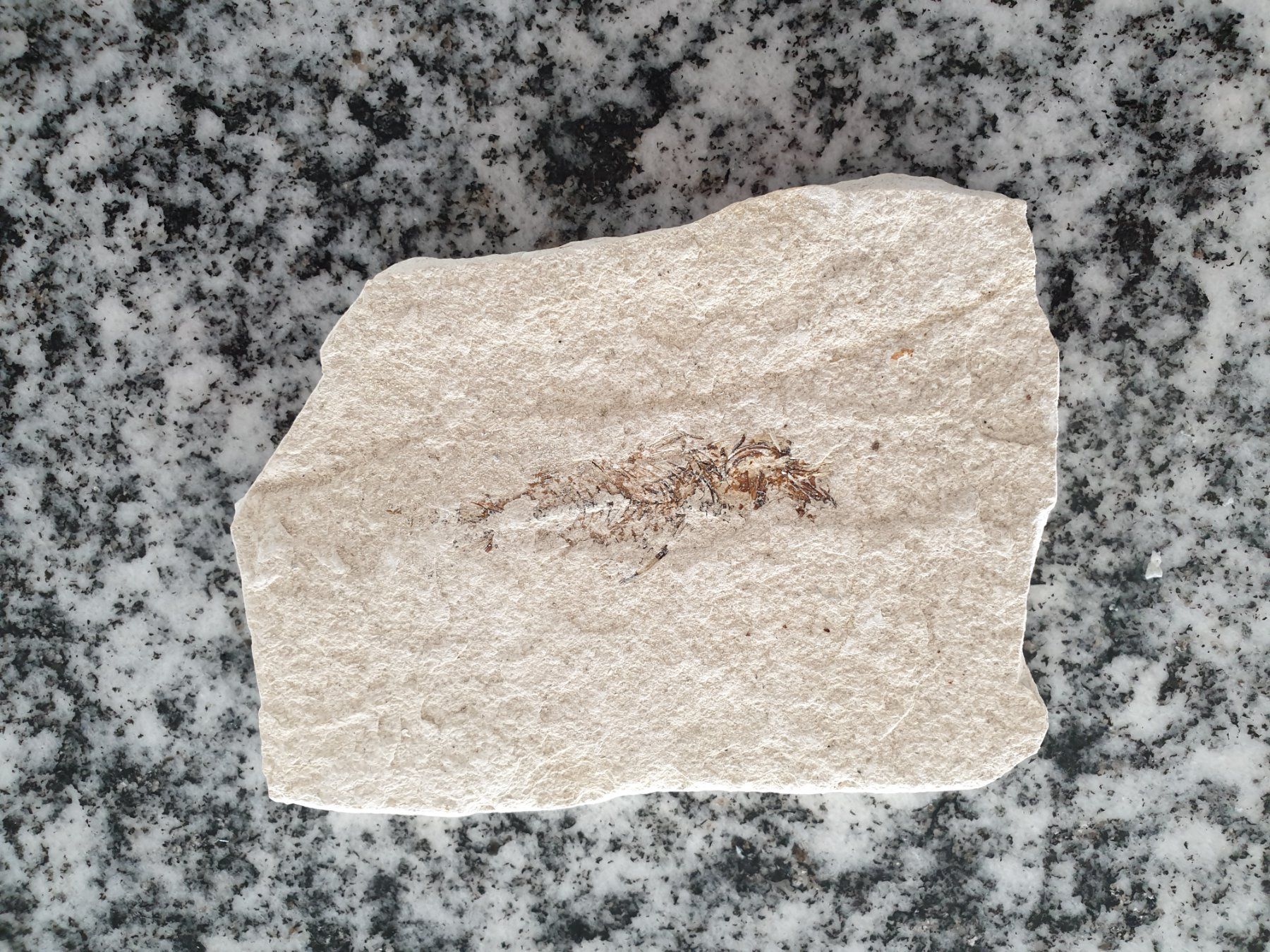 Fossili: Versteinerungen – Usato da Wald ZH venduto da Walder8636