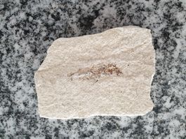 Versteinerungen