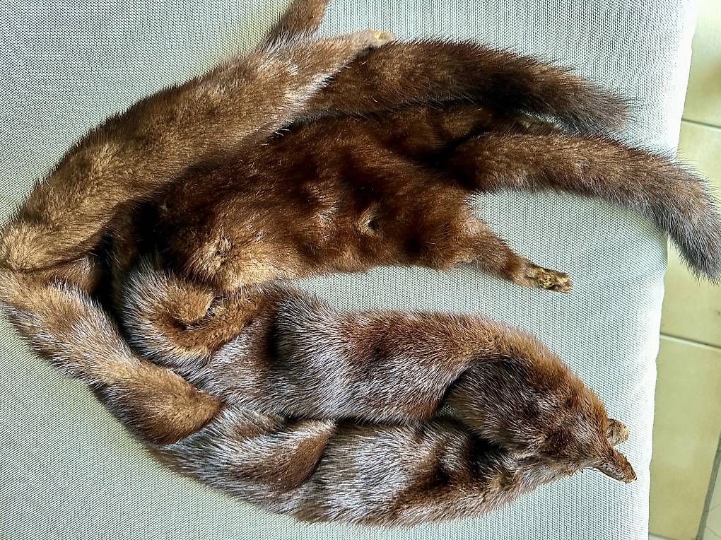 Foulards, Tücher & Schals: Stola in visone, Nerzkragen  – Gebraucht aus Massagno von mar_htl6 3