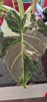 🤩Alocasia Regal Shield Pink/Albo Variegata Rhizom 