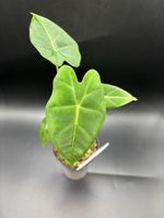 Alocasia Frydek (1-9)