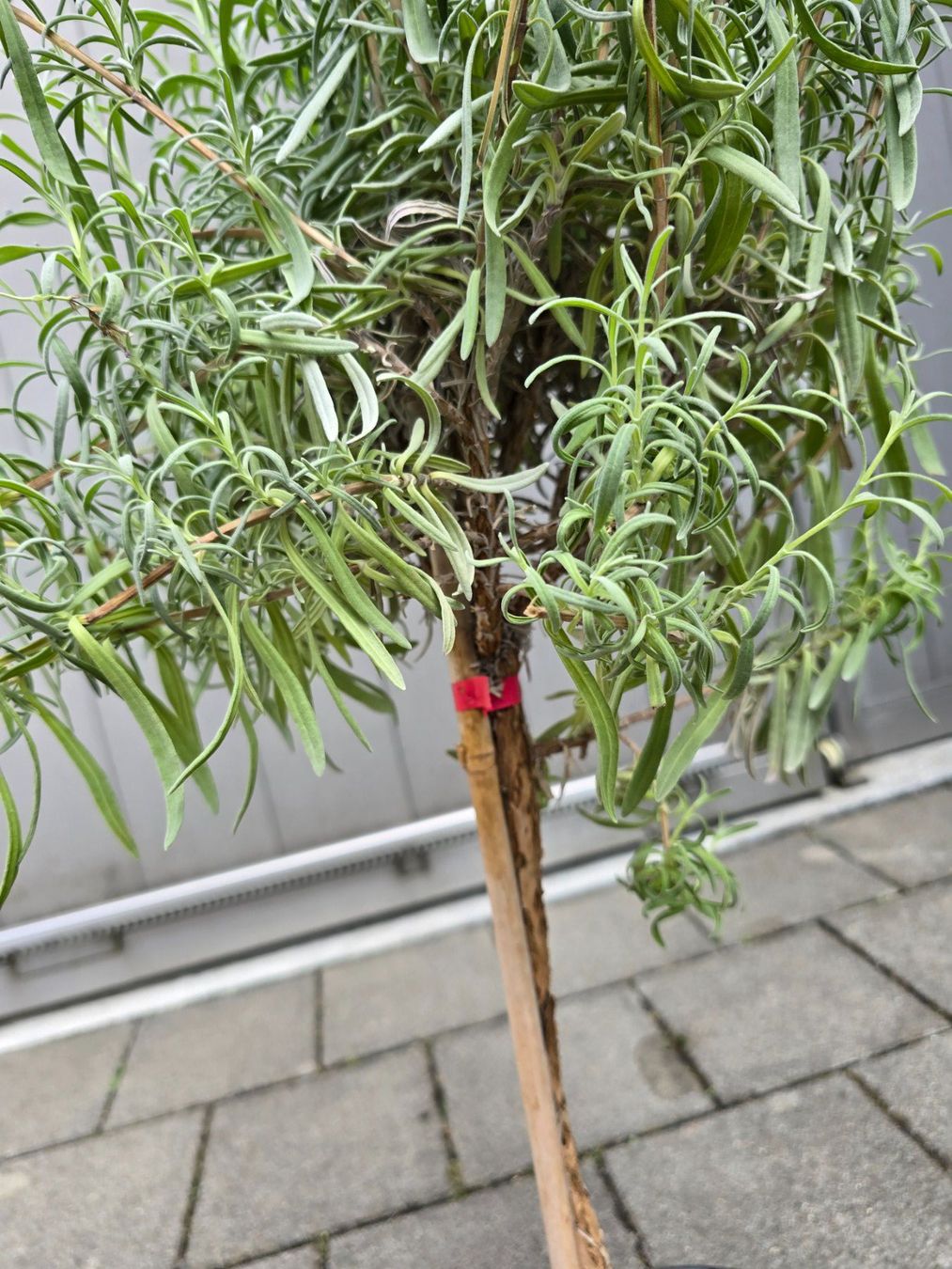 Pflanzen & Samen: Lavendel Hochstamm – Gebraucht aus Aarburg von popkorn65 5