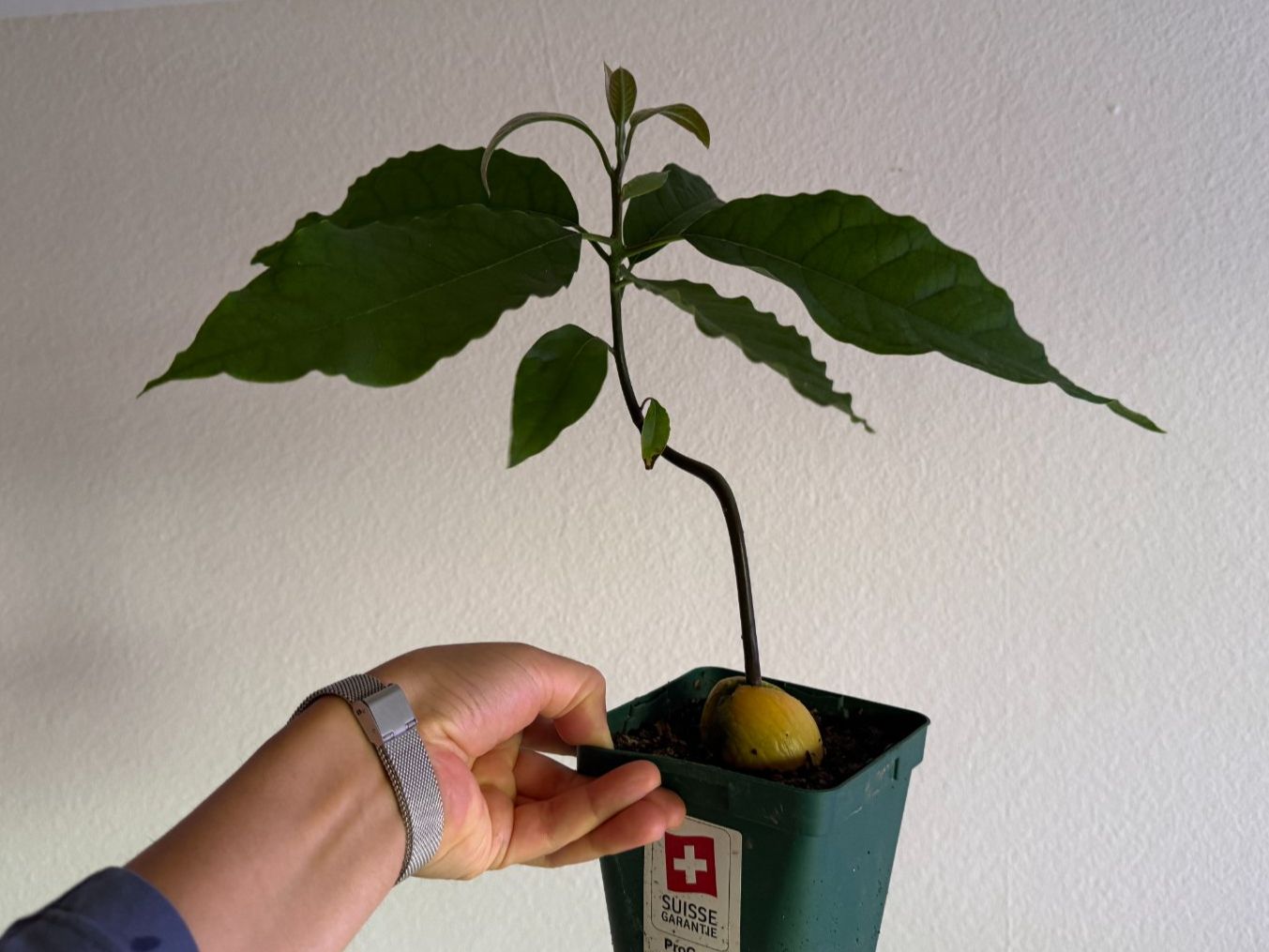 Piante & sementi: Avocado Baum (curved trunk) – Nuovo (secondo la descrizione) da Schlieren venduto da Edgar_k 1