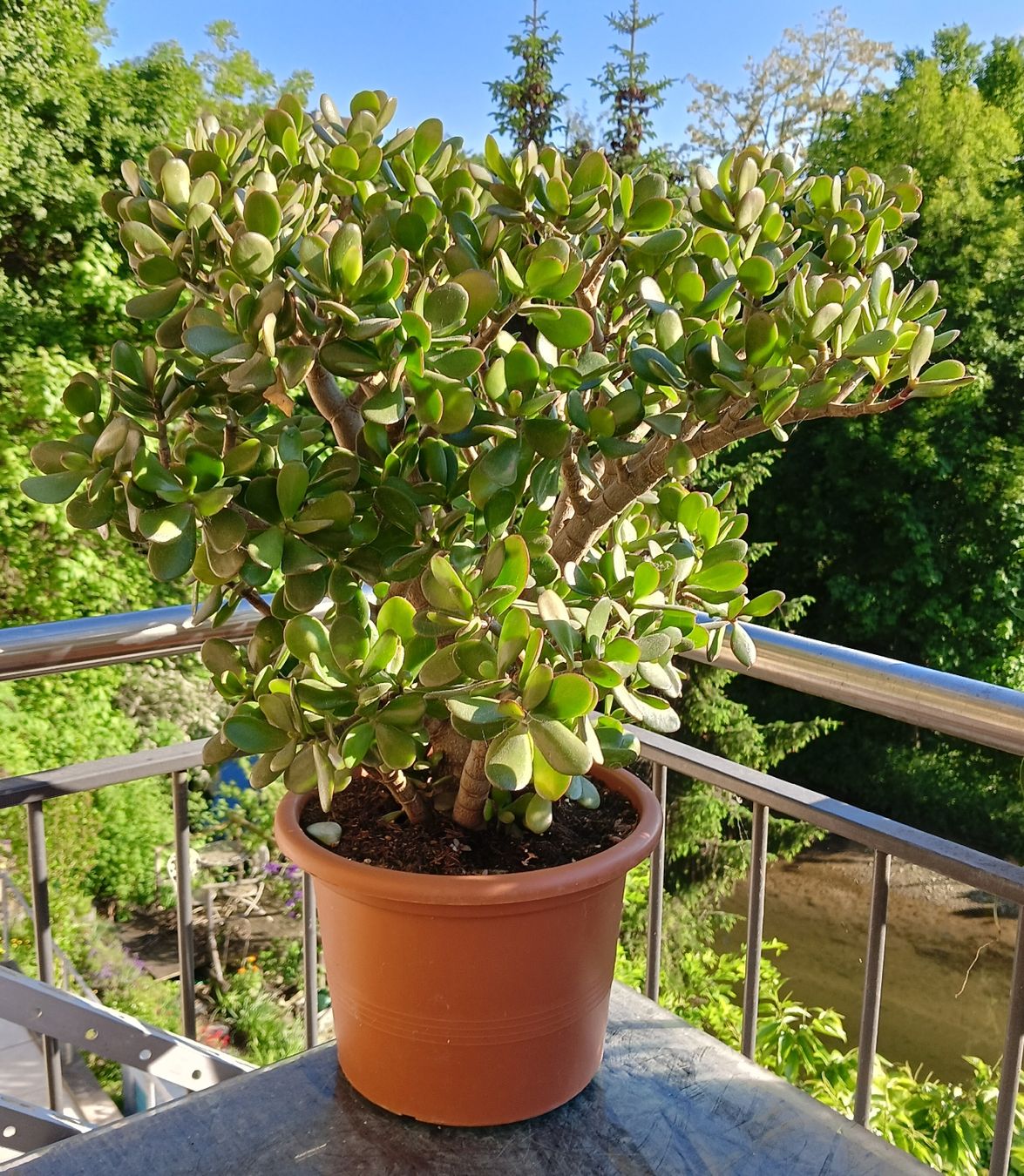Piante & sementi: Geldbaum - Crassula ovata siehe Bilder – Nuovo (secondo la descrizione) da Augst BL venduto da Betsileo 2