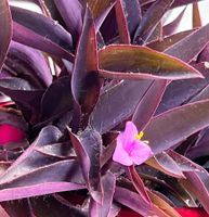 Tradescantia Pallida*Rotblatt*****