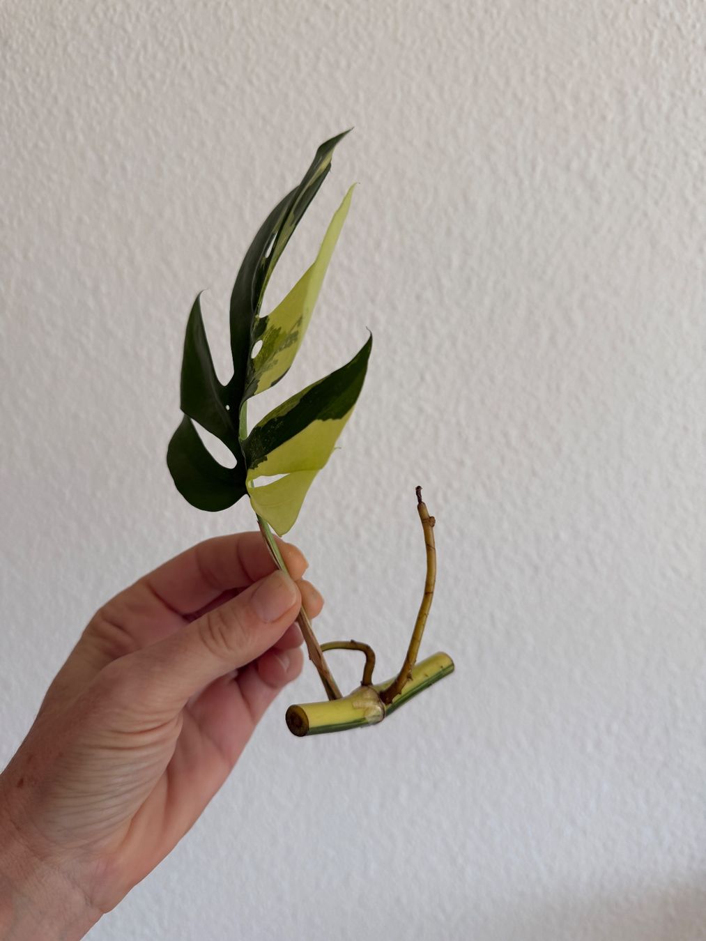 Piante & sementi: Monstera Minima variegata Stamm-Steckling – Usato da Luzern venduto da Pegasus003 1