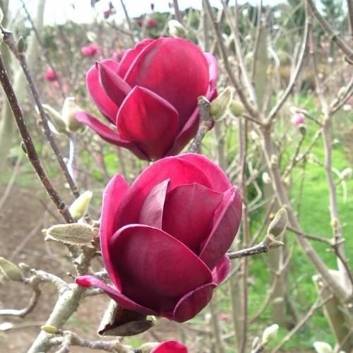 Piante & sementi: Magnolia 'Génie'  20-30cm – Nuovo (secondo la descrizione) da Bremblens venduto da FIBONACCI369