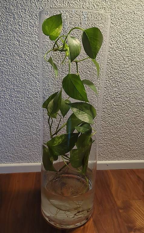 Vasi & Recipienti: Deko / Glasvase 18x60cm  – Usato da Zürich venduto da a25_vj72 2