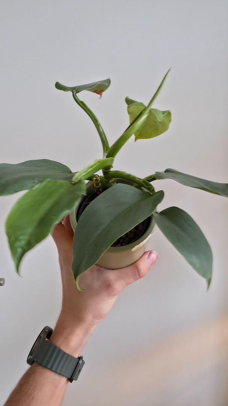 Pflanzen & Samen: Philodendron Silver Sword – Neu (gemäss Beschreibung) aus Zürich von The_Plant_Wizard 2