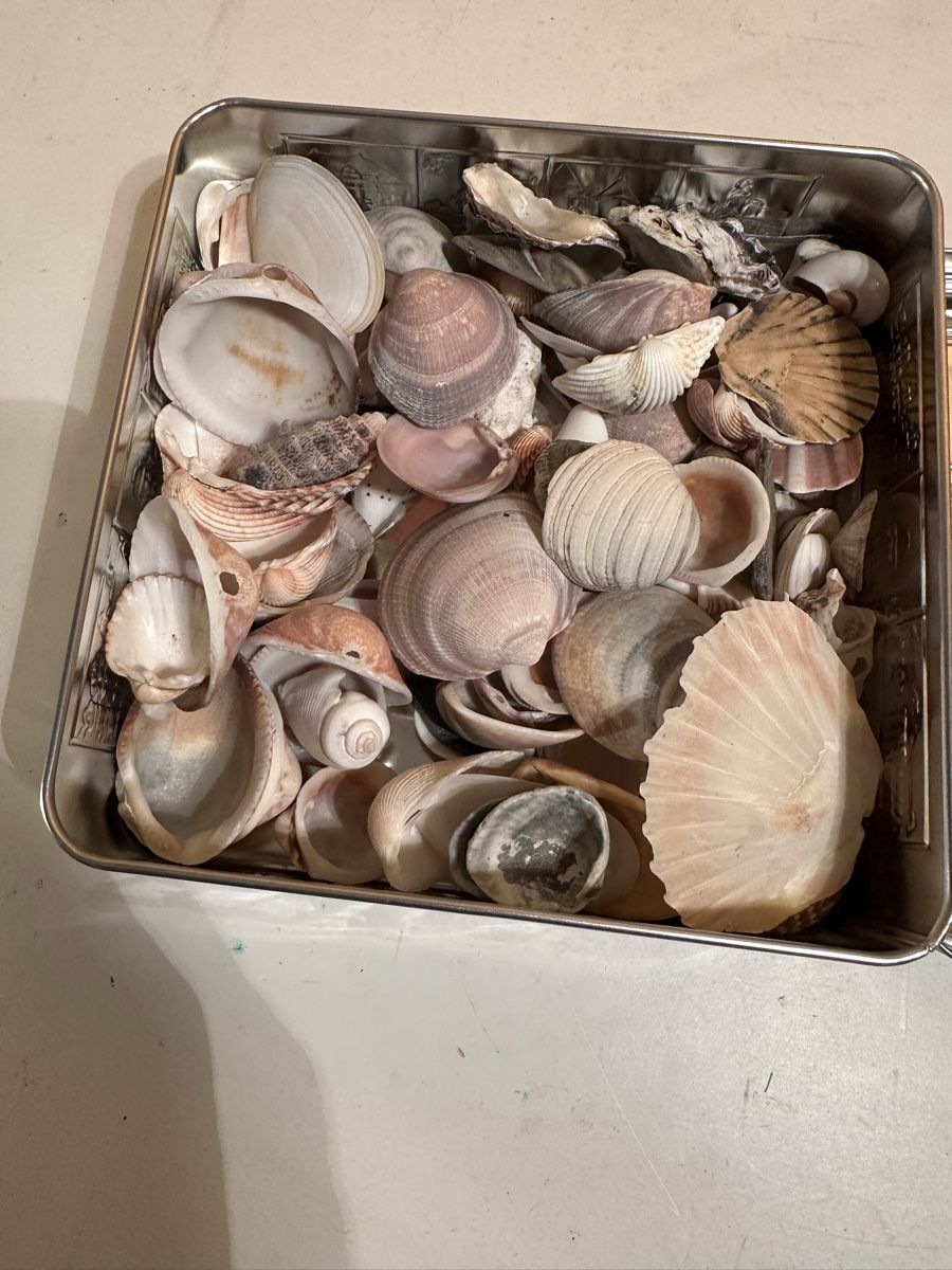 Tutte le decorazioni: Sammlung verschiedene Muschel schalen – Usato da Dietikon venduto da moradi24 1
