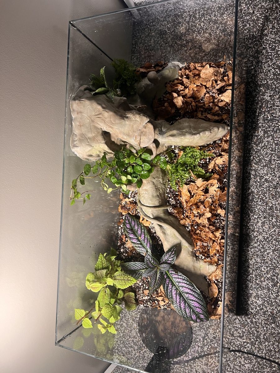 Terrario: Terrarium 60x30x40 – Nuovo (secondo la descrizione) da Kriessern venduto da greenhellexoticsch 2