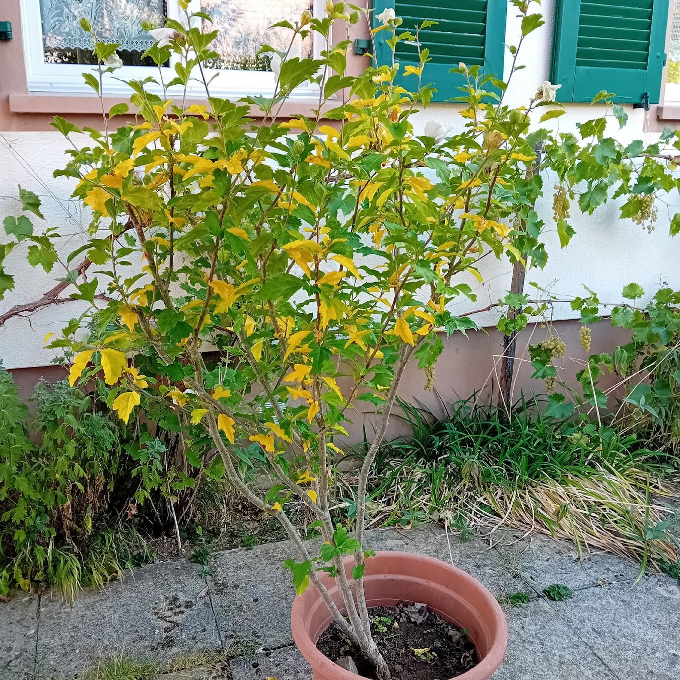 Piante & sementi: Hibiskus-Staude, ca. 1.70 hoch – Usato da Witterswil venduto da hele04 1