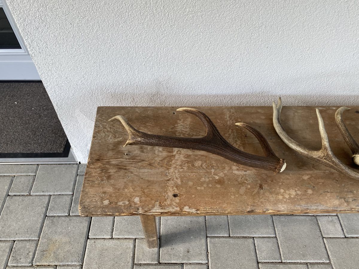 Tutte le decorazioni: Hirschgeweih Trophäe - Dekoration für Jagdzimmer oder Stube – Usato da Salez venduto da siestu