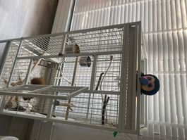Cage perroquet très bon état