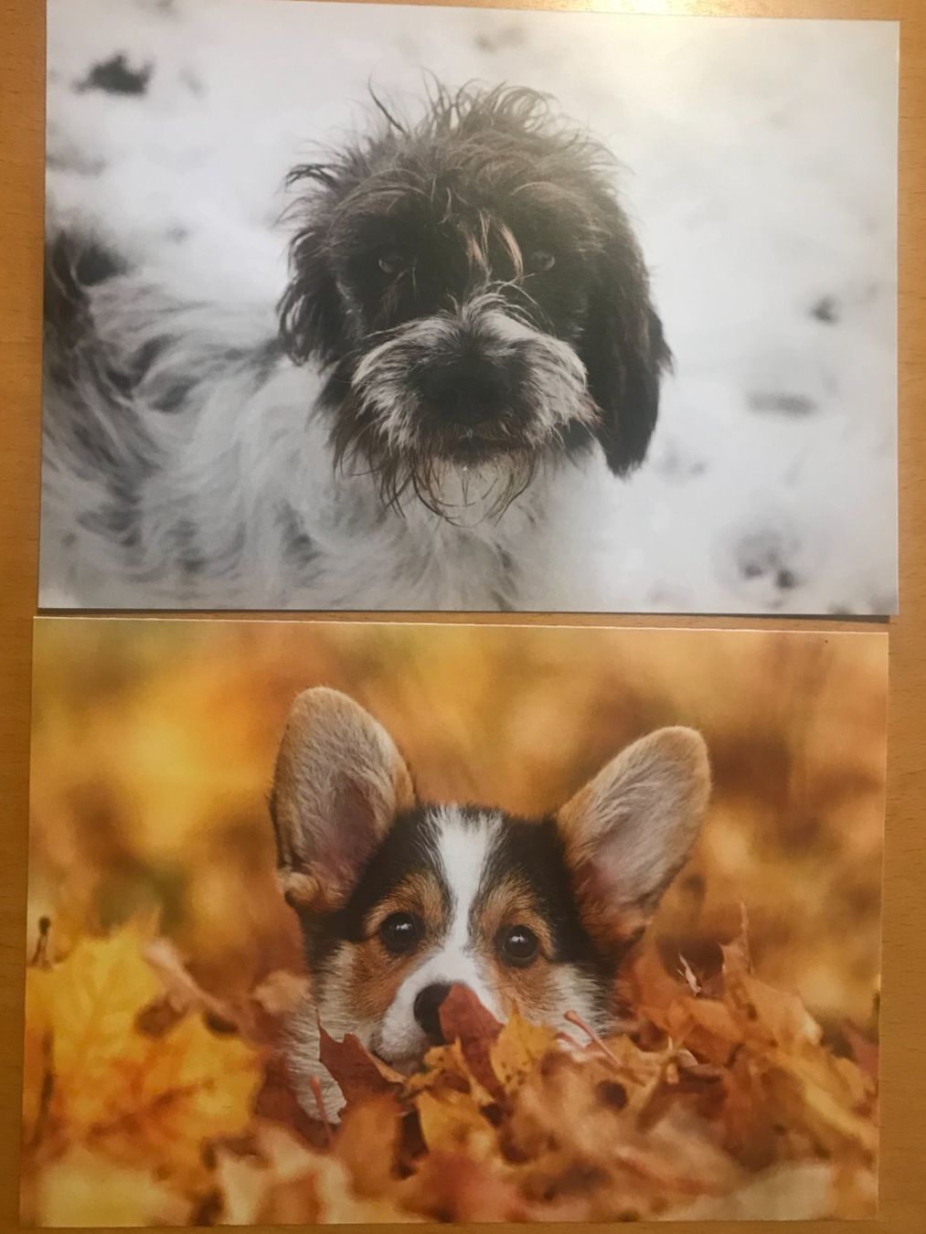 Cartoline postali: 2x Grusskarten Hunde – Usato da Luzern venduto da mey_s13