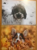 2x Grusskarten Hunde