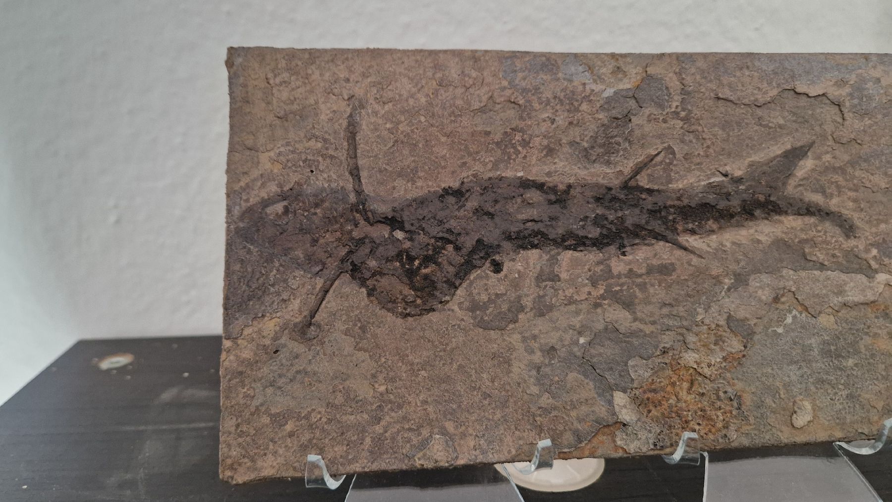 Fossilien: Fossiler Stachelhai Acanthodes Perm Deutschland – Neu und originalverpackt aus Niederhasli von rehauge01 6