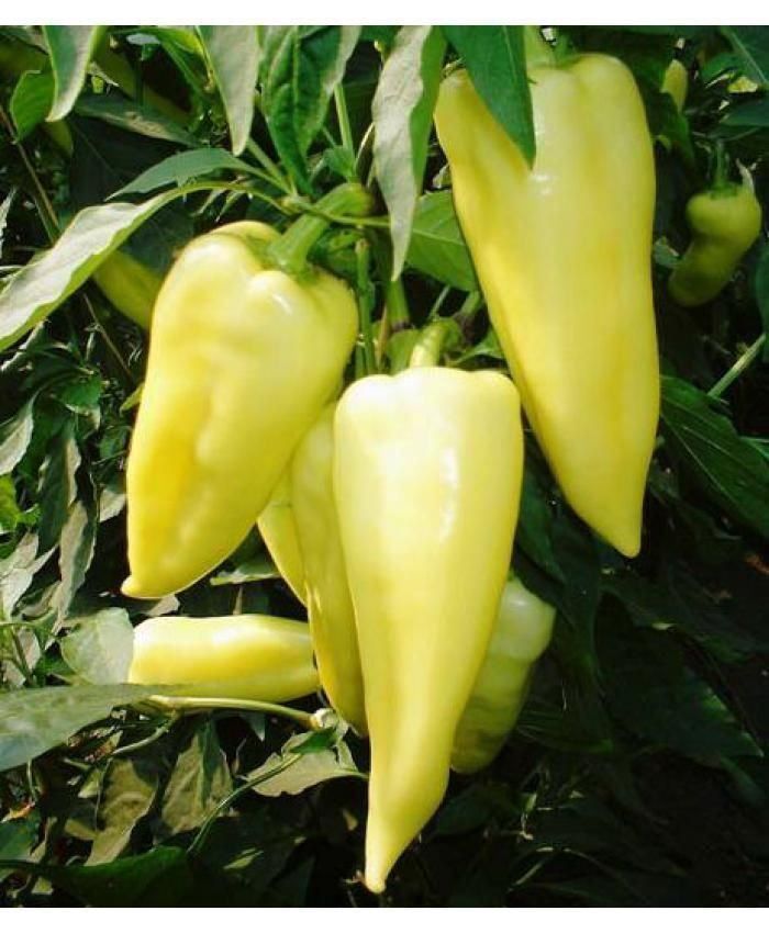 Piante & sementi: 30 Samen Paprika Süss NOVA Grün – Nuovo (secondo la descrizione) da Ehrendingen venduto da VerveinaSamen 1