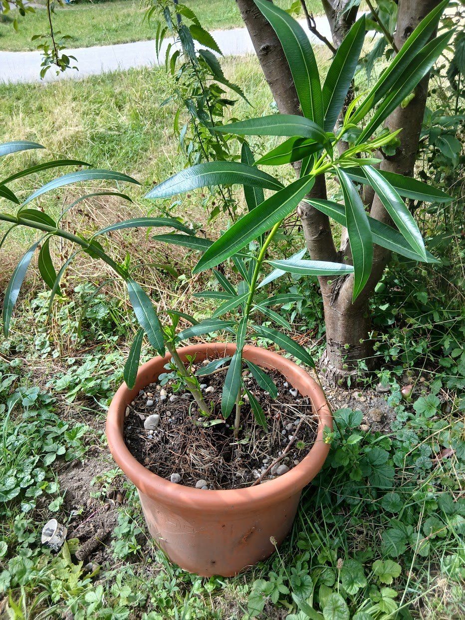Pflanzen & Samen: Oleander  Weiss, Über 1 Meter – Gebraucht aus Dübendorf von Fip05 1