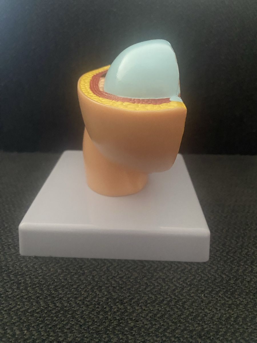 Kit di modellismo & Modellini statici: Anatomie Modell: Gebärmutter mit Fötus - Top Zustand! – Nuovo (secondo la descrizione) da Berikon venduto da Samurai67ch 2