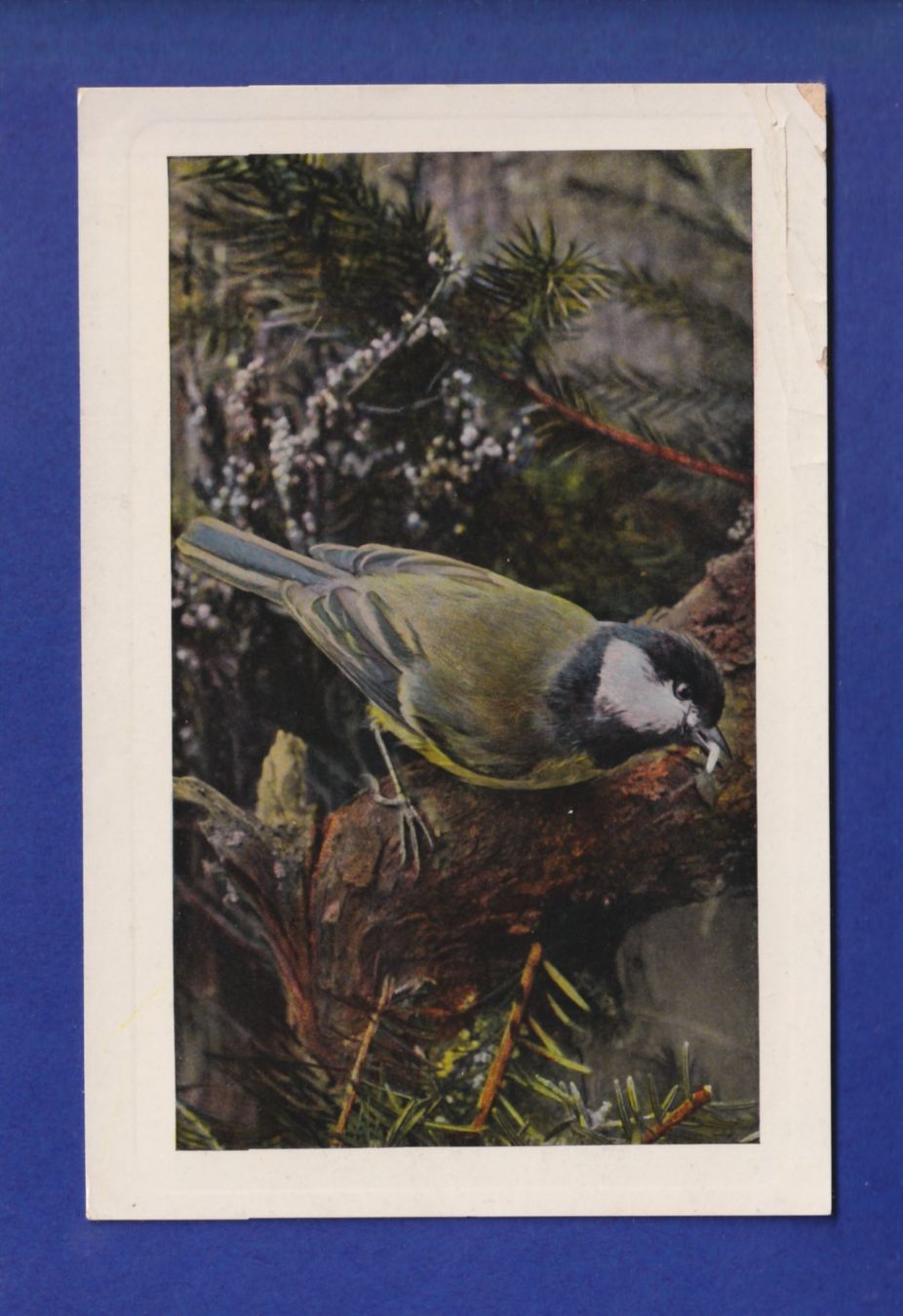 Cartes postales: OISEAU - Mésange – D'occasion à Pully par nicecards-shop