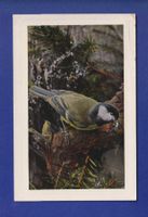 OISEAU - Mésange