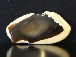 Versteinertes HOLZ Fossil SCHEIBE OREGON USA