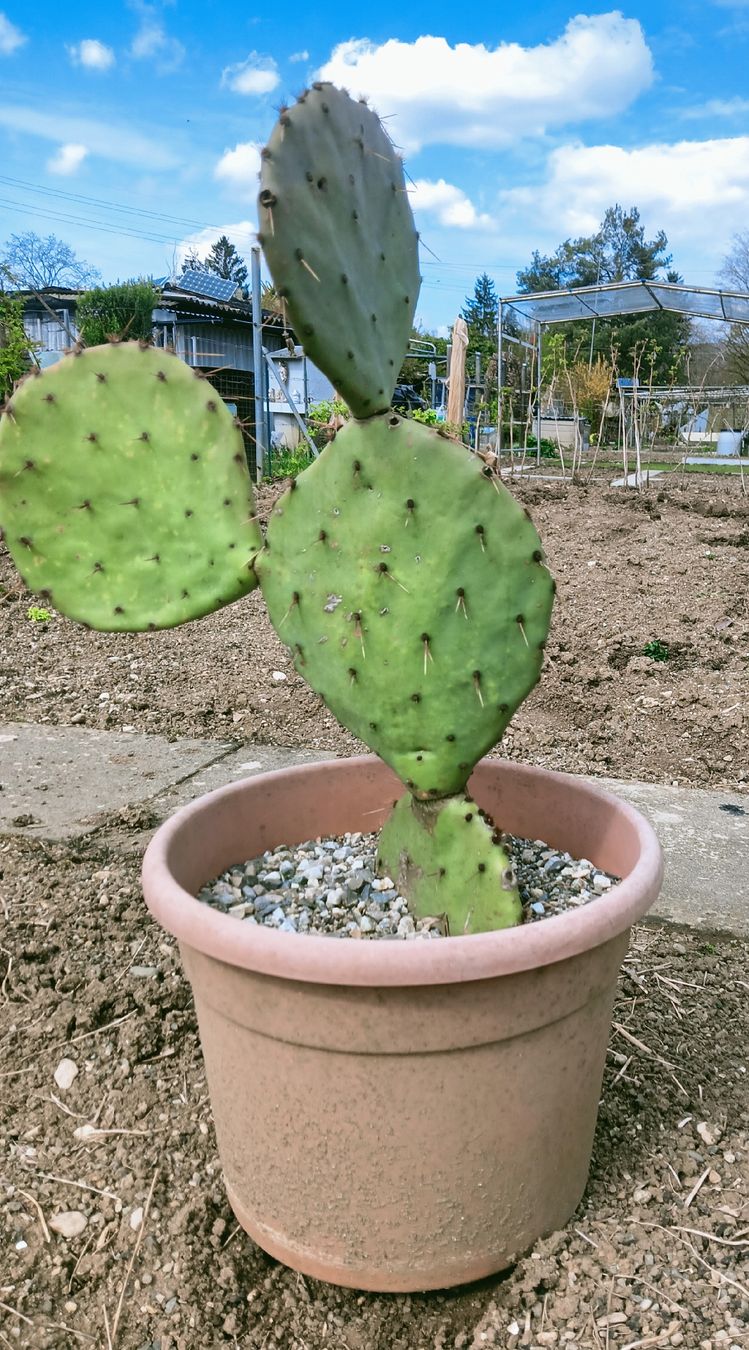 Piante & sementi: Opuntia Orbiculata seymour – Nuovo (secondo la descrizione) da Augst BL venduto da Betsileo 3