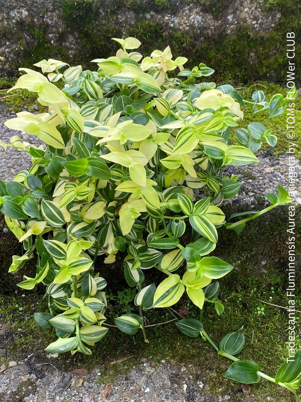 Piante & sementi: Tradescantia Fluminensis Aurea Variegata - 1Blickfang – Nuovo e nell'imballaggio originale da Adliswil venduto da MarkyForest