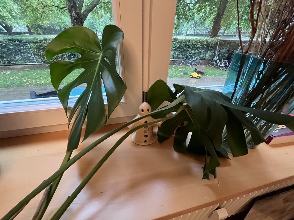 Plantes & graines: Monstera Pflanze – D'occasion à Zürich par ju1ian 4