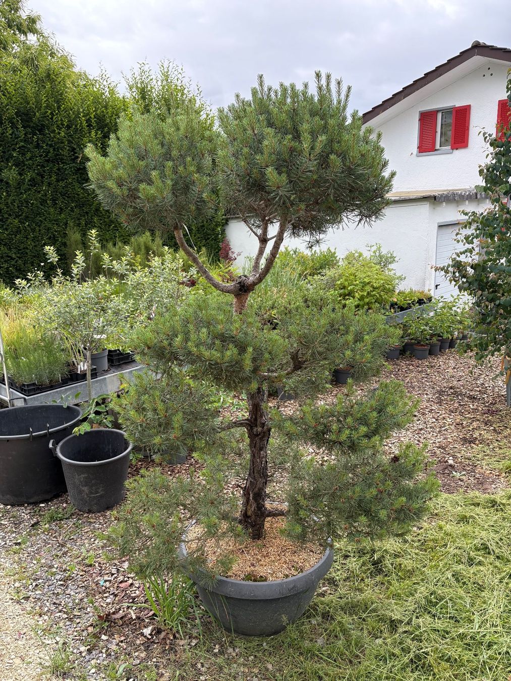 Piante & sementi: Föhre-Gartenbonsai – Nuovo (secondo la descrizione) da Brittnau venduto da PflanzenundGefaesse 1