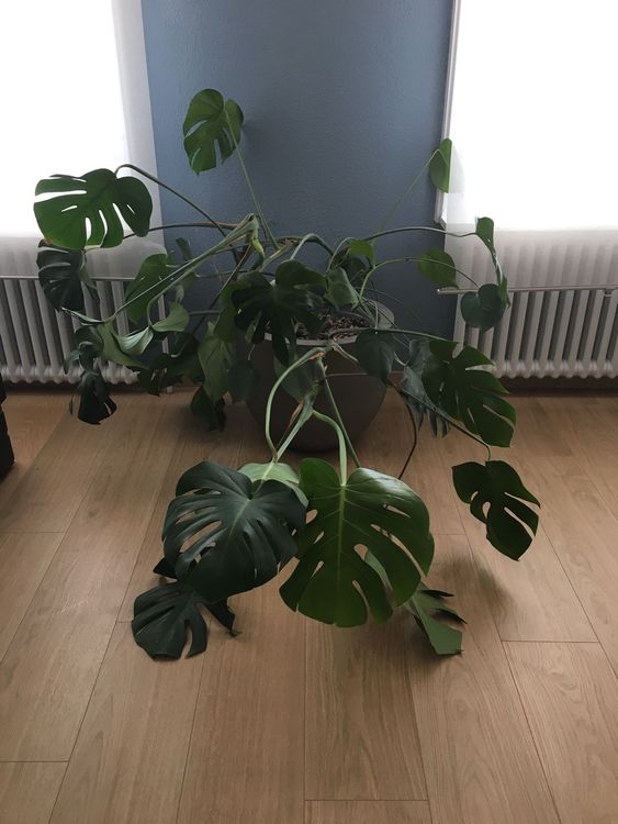 Grosse Monstera in Hydrokultur Kaufen auf Ricardo