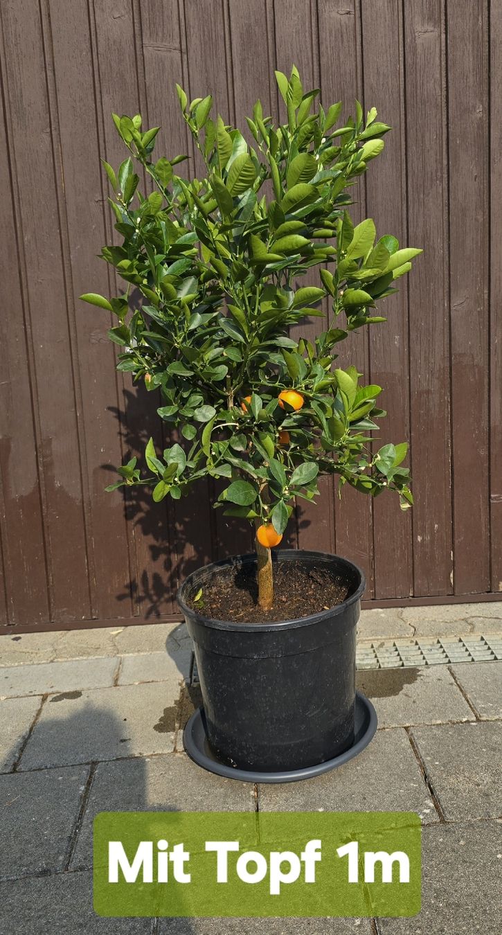 Pflanzen & Samen: Calamondin Pflanze  – Neu (gemäss Beschreibung) aus Aarburg von popkorn65